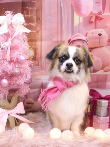 20241210マフィンちゃん